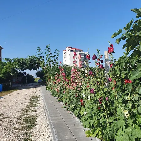 Sophia 코스티네스티